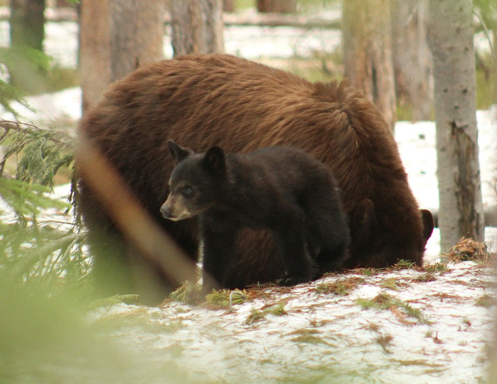 Bear in Yellowstone