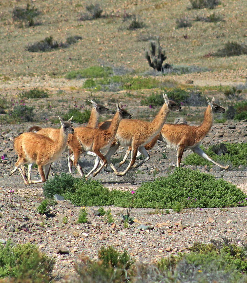Guanaco-running