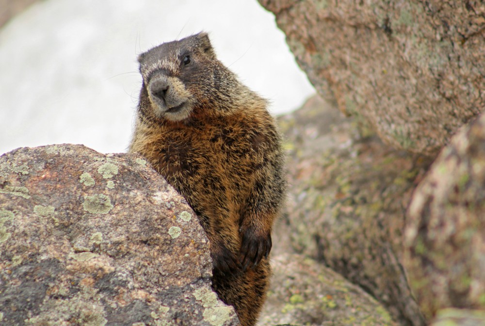 Marmot-still
